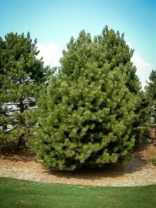 Сосна Чёрная (Pinus Nigra) купить по цене от 270.00р. в интернет-магазине «Посадика» с доставкой почтой в в Заречныйе и по всей России – [изображение №1].