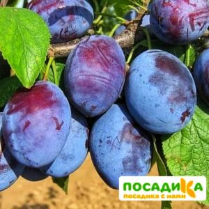 Слива Чачакская ранняя купить по цене от 229.00р. в интернет-магазине «Посадика» с доставкой почтой в в Заречныйе и по всей России – [изображение №1].