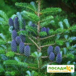 Пихта корейская (Abies koreana) купить по цене от 450.00р. в интернет-магазине «Посадика» с доставкой почтой в в Заречныйе и по всей России – [изображение №1].