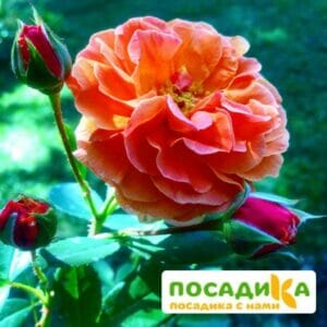 Роза Арабия купить по цене от 350.00р. в интернет-магазине «Посадика» с доставкой почтой в в Заречныйе и по всей России – [изображение №1].