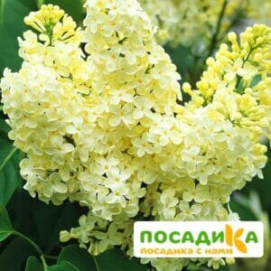 Сирень Примроуз (Primrose) купить по цене от 529.00р. в интернет-магазине «Посадика» с доставкой почтой в в Заречныйе и по всей России – [изображение №1].