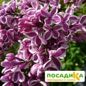 Сирень Сенсация купить по цене от 529.00р. в интернет-магазине «Посадика» с доставкой почтой в в Заречныйе и по всей России – [изображение №1].