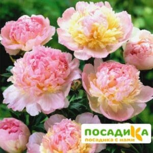 Пион Распберри Сандей (Paeonia Raspberry Sundae) купить по цене от 959р. в интернет-магазине «Посадика» с доставкой почтой в в Заречныйе и по всей России – [изображение №1].