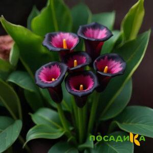 Калла Аура Лейс купить по цене от 400р. в интернет-магазине «Посадика» с доставкой почтой в в Заречныйе и по всей России – [изображение №1].