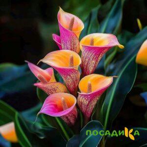 Калла Оникс купить по цене от 450р. в интернет-магазине «Посадика» с доставкой почтой в в Заречныйе и по всей России – [изображение №1].