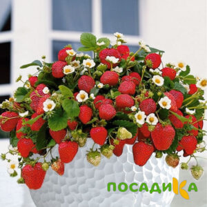 Клубника Рубиновый Шепот (горшечная) купить по цене от 240р. в интернет-магазине «Посадика» с доставкой почтой в в Заречныйе и по всей России – [изображение №1].