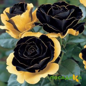 Роза Ханни Сикл купить по цене от 700р. в интернет-магазине «Посадика» с доставкой почтой в в Заречныйе и по всей России – [изображение №1].
