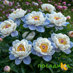 Пион акварельный Этюд купить по цене от 806р. в интернет-магазине «Посадика» с доставкой почтой в в Заречныйе и по всей России – [изображение №1].