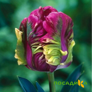 Тюльпан Экзотик Хэвен купить по цене от 186р. в интернет-магазине «Посадика» с доставкой почтой в в Заречныйе и по всей России – [изображение №1].